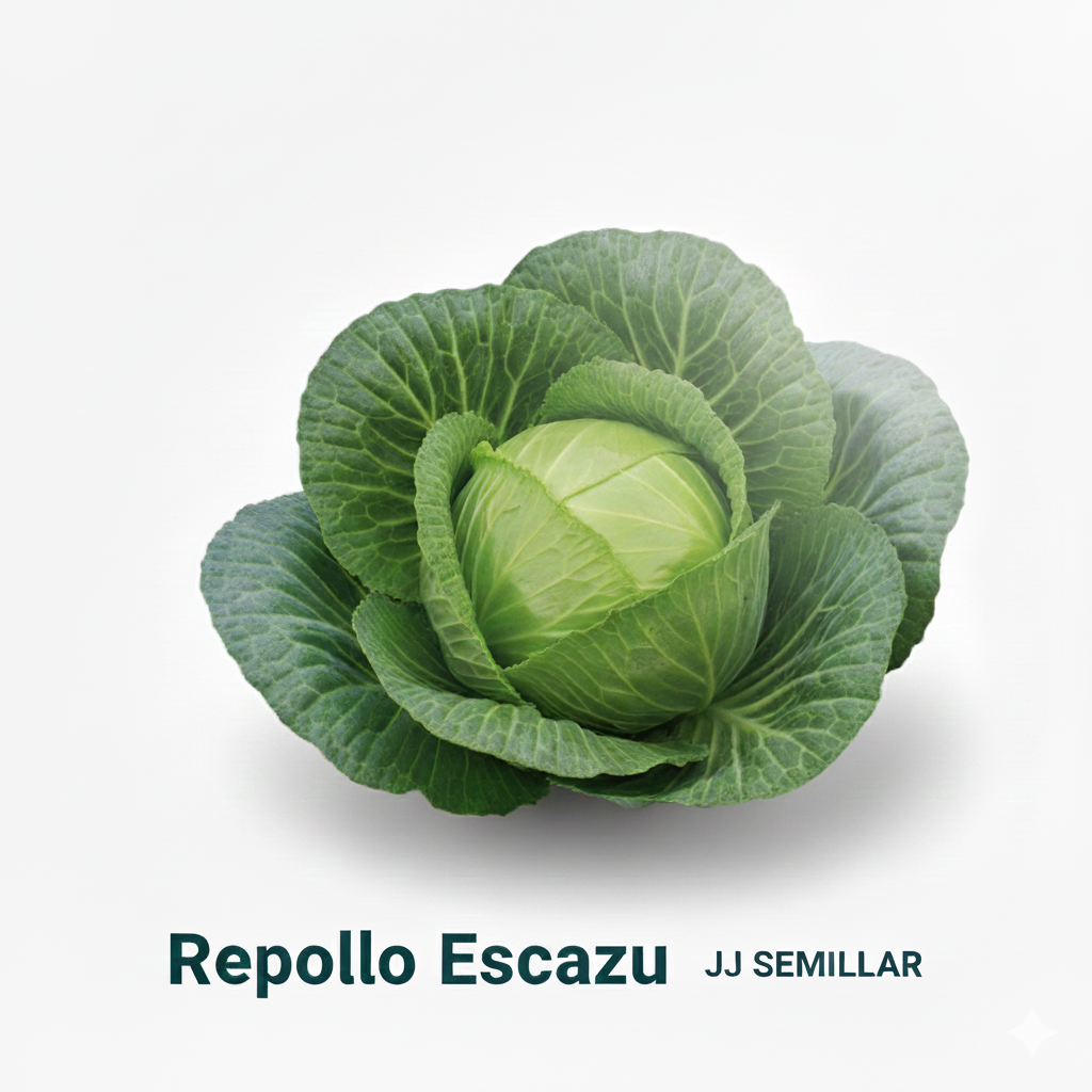 repollo escazu 25m