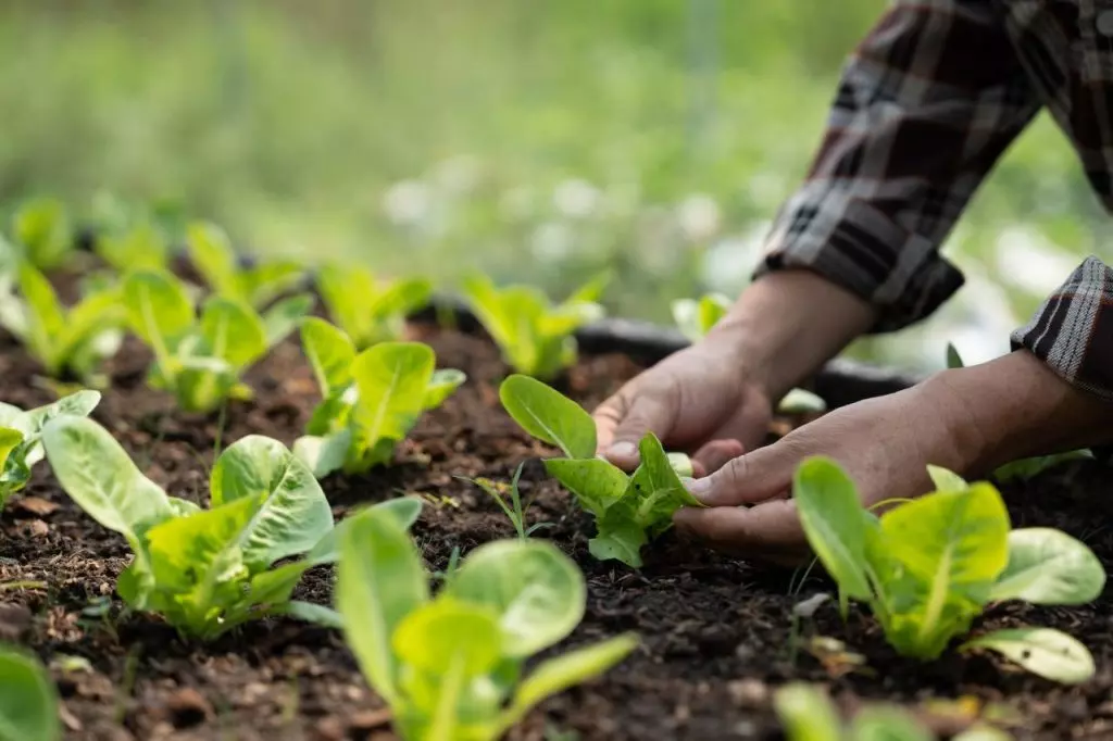 Venta de semillas agrícolas en Venezuela