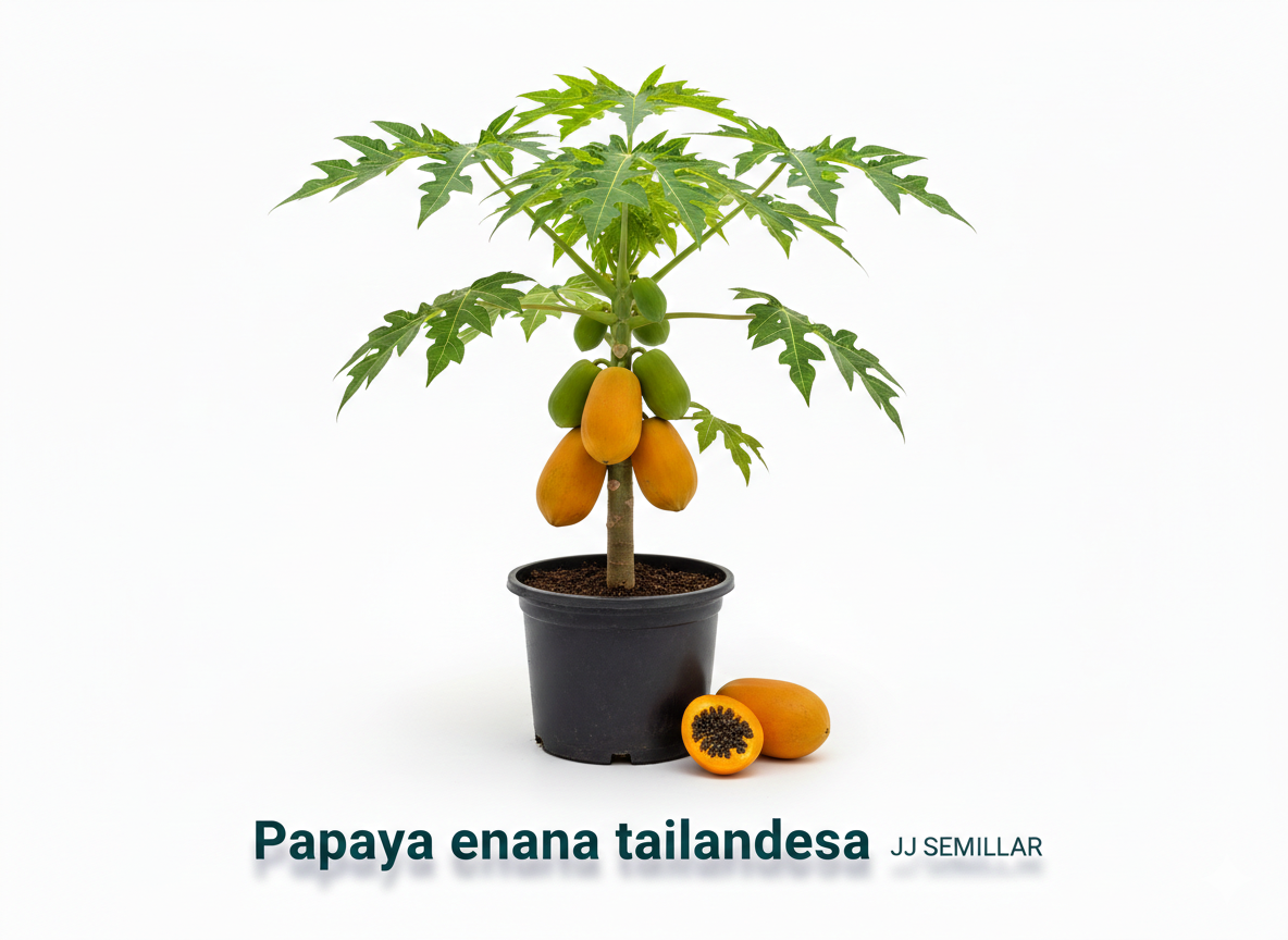 papaya enana tailandesa