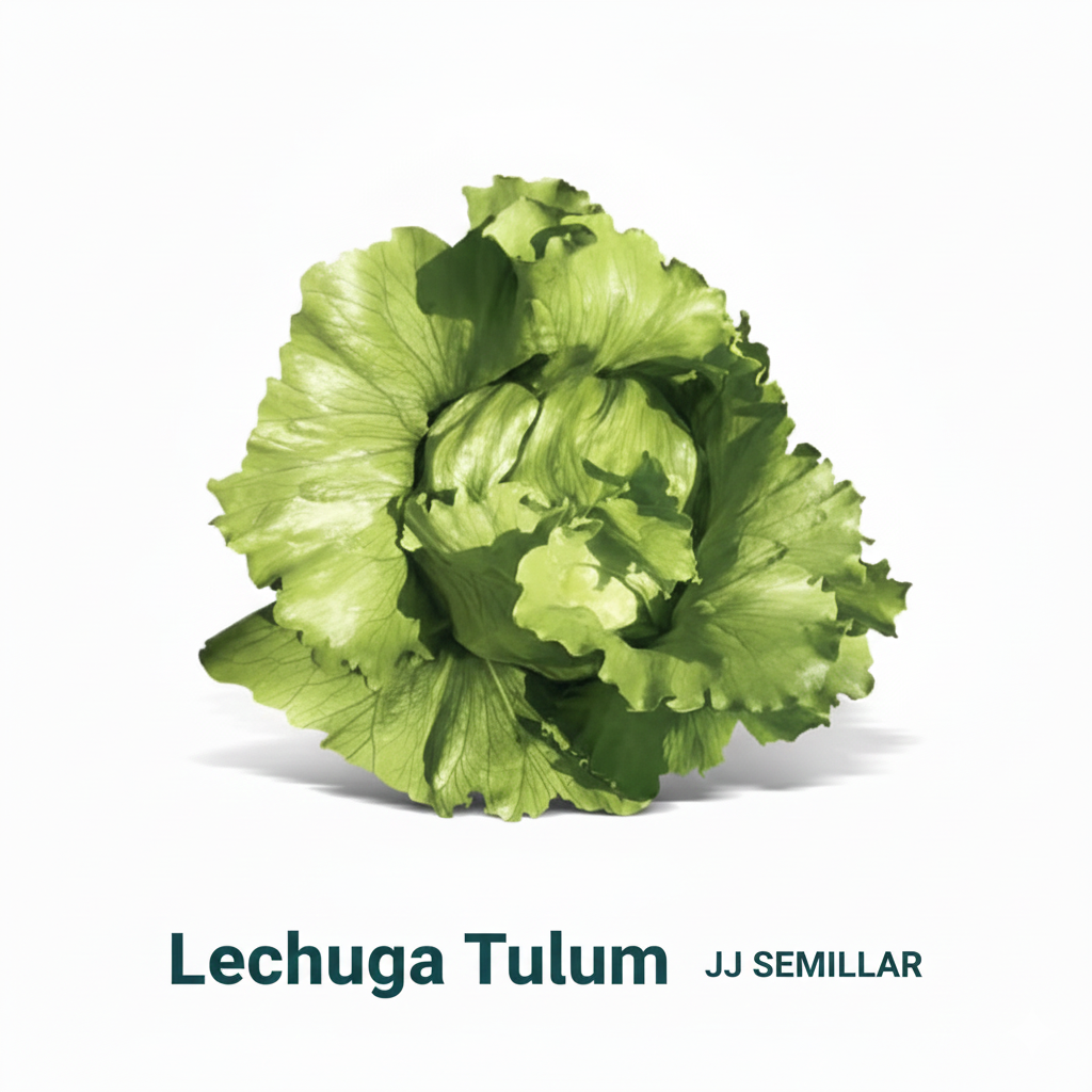 Lechuga Tulum
