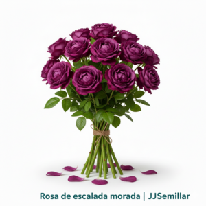 rosa de escalada morada