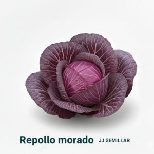 repollo morado
