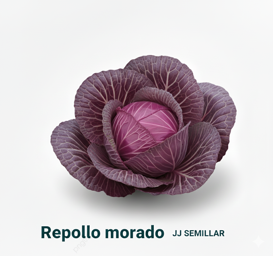 repollo morado