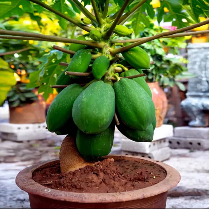 Semilla de carica papaya