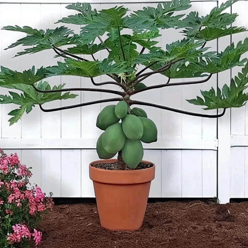 Semilla de carica papaya