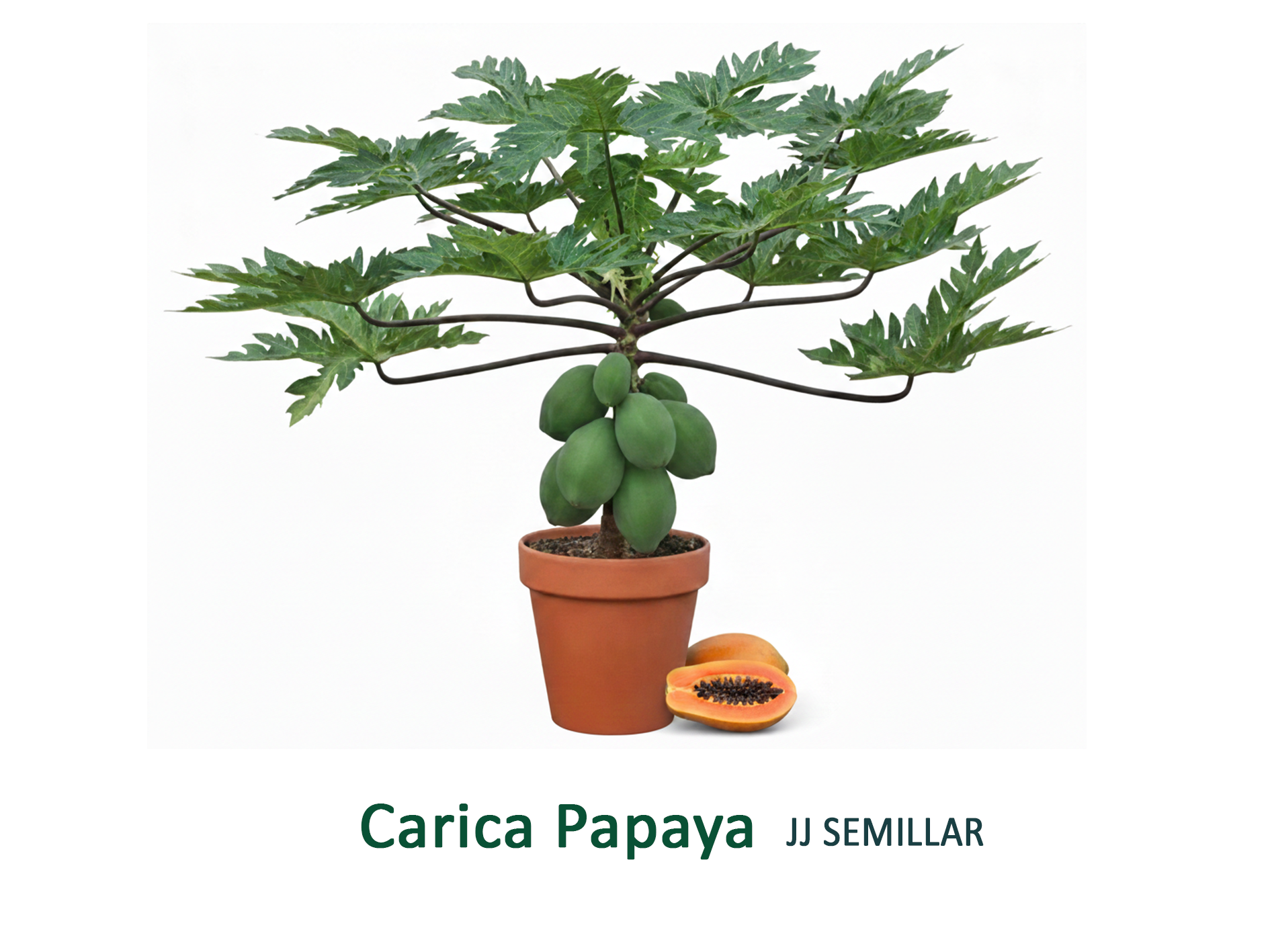 carica papaya