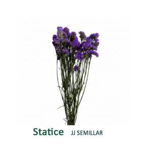 statice